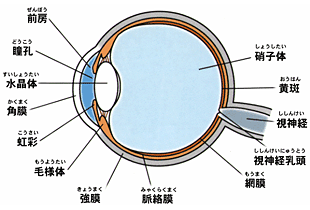 網膜硝子体とは？